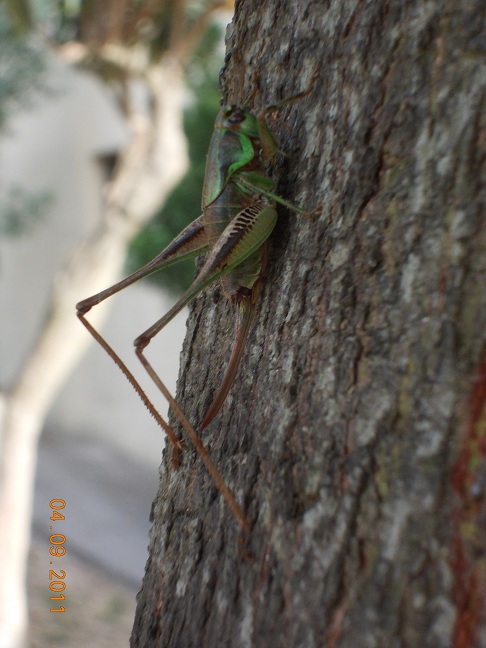 Decticus verrucivorus femmina ? Eupholidoptera sp